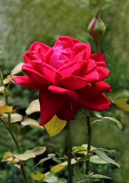 Red flower of rose bush closeup — Stock Photo, Image