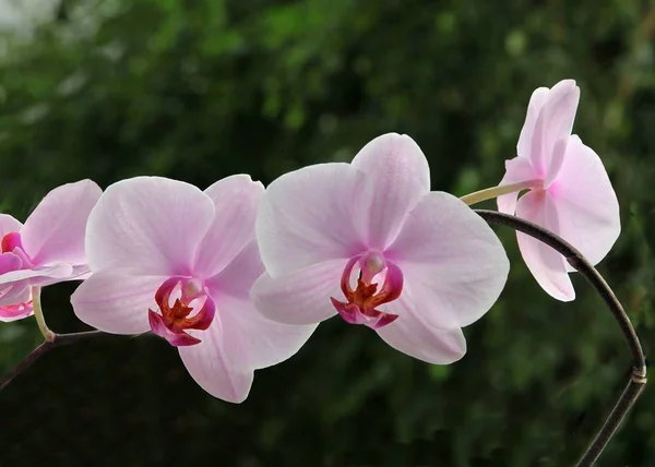 Розовые цветы орхидеи Фаленопсис крупным планом — стоковое фото