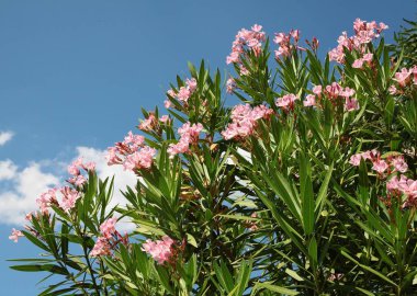 Zakkum çiçeği çalı