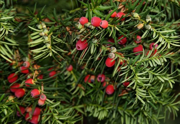 porsukağacı kırmızı zehirli çilek ile 