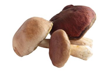 çok lezzetli muschrooms cepe