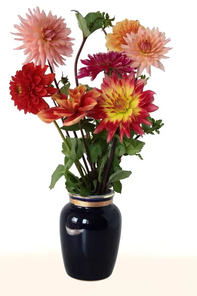 Posy van multicolor Dahlia's geïsoleerd — Stockfoto