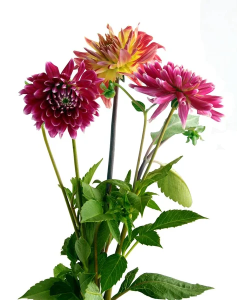Posy of multicolor dahlias isolated — Stock Photo, Image