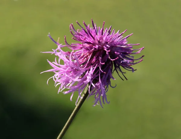 Fioletowy kwiat rośliny knapweed — Zdjęcie stockowe