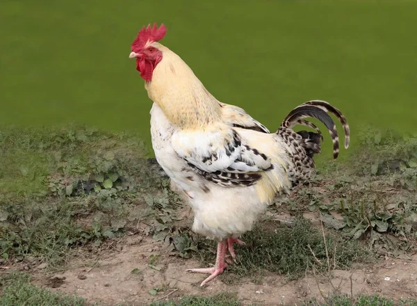 White,big cock bird — Stock Photo, Image