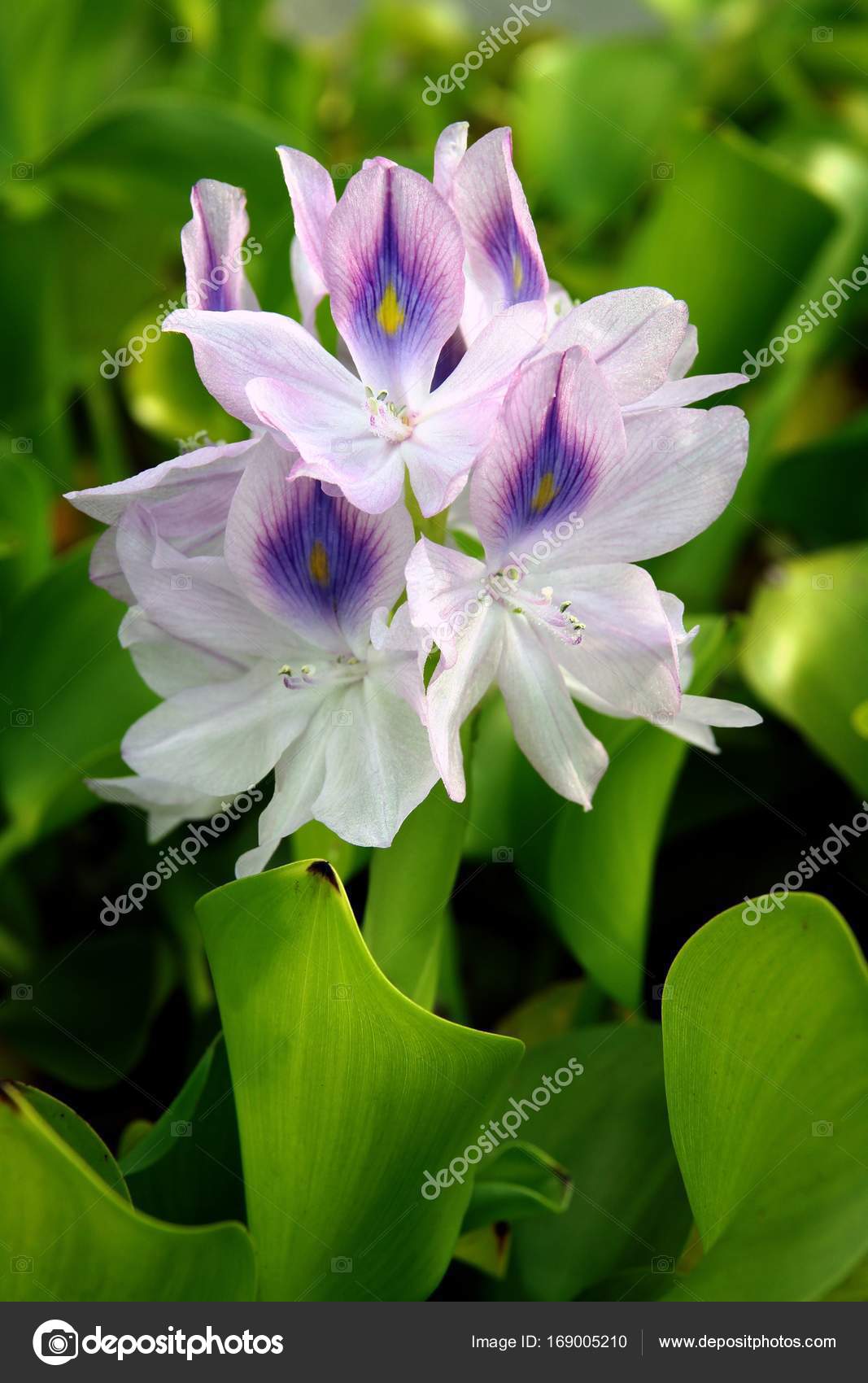 Communication on this topic: Lila Flowers, lila-flowers/ Discussion on this topic: Margaret Preece, lila-flowers/