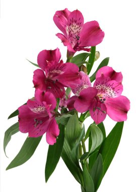 izole Alstroemeria bitkinin güzel çiçek