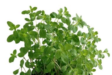 mercanköşk ot Saksılı bitki olarak