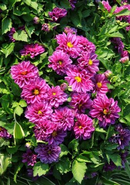 dahlia güzel çiçek