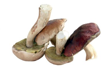 lezzetli yenilebilir mantar Boletus aereus