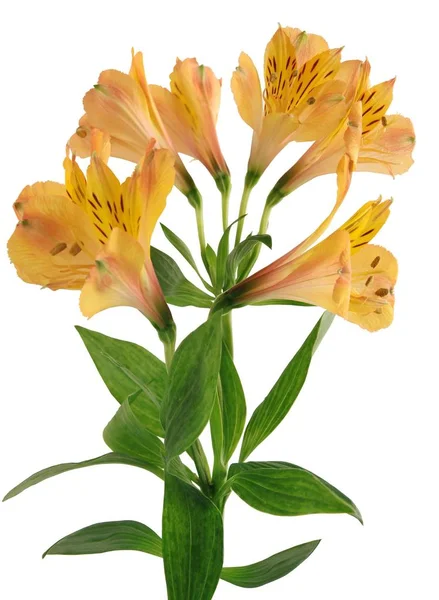 分離されたアルストロメリア植物の美しい花 — ストック写真