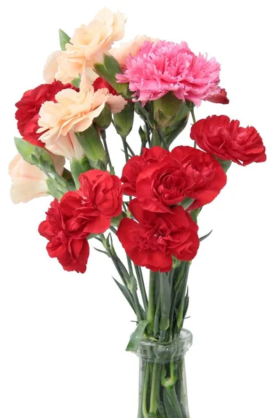 Posy of multicolor carnations closeup — Stock Photo, Image