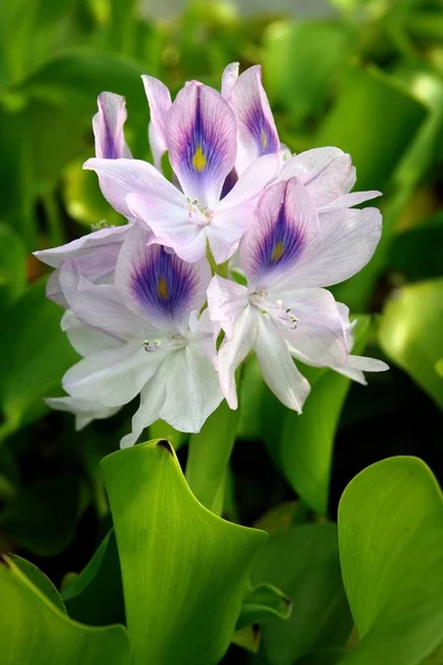 Lila flores de Euchhornia crassipes — Fotografia de Stock