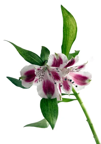 Kwiaty multicoolor alstroemeria roślina zbliżenie — Zdjęcie stockowe