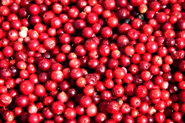 Red,ripe berries of whortleberry — Stock Photo, Image