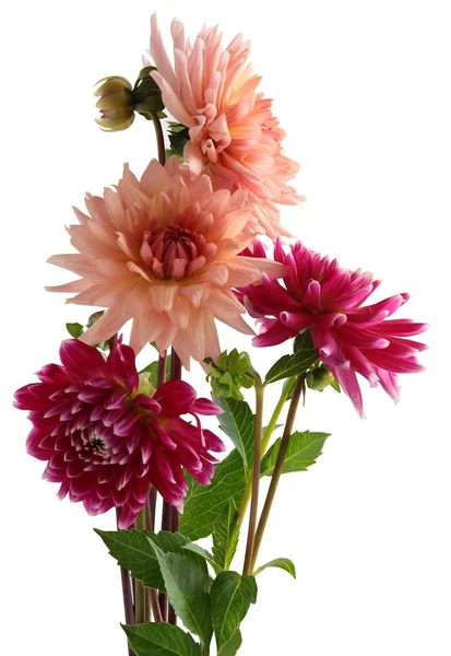 Pretty flower of dahlia — Stock Photo, Image