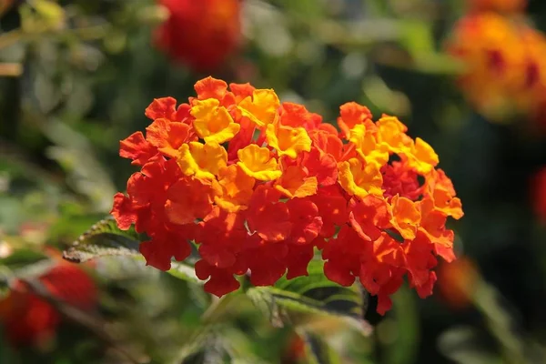 Ładny, pomarańczowy kwiaty rośliny Lantana Camara — Zdjęcie stockowe