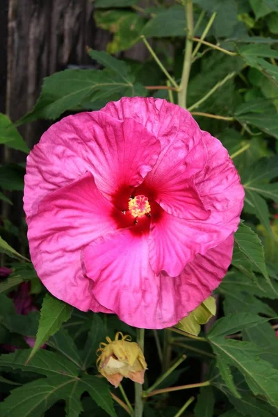 Hibiscus bitki closeup mor çiçek — Stok fotoğraf