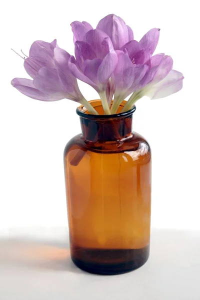 Цветки лилы из растения колхикума — стоковое фото