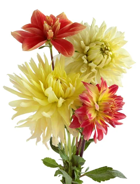 Pretty flowers of dahlia — Stock Photo, Image