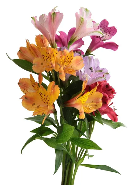 Graziosi fiori di pianta di alstroemeria — Foto Stock