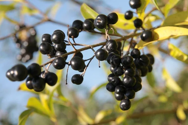 Frutti neri di cespuglio privet — Foto Stock