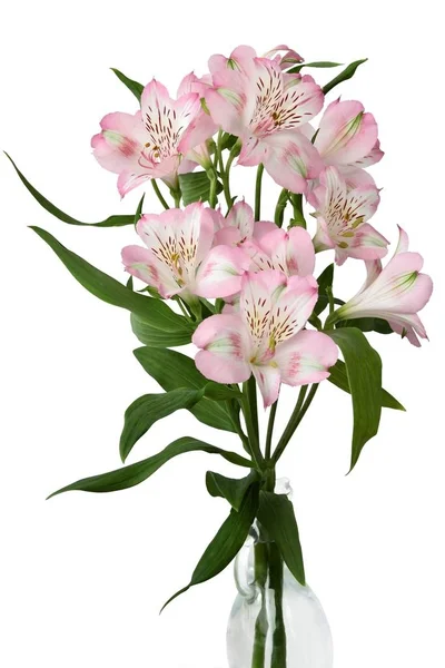 Kwiat, Alstremeria zbliżenie — Zdjęcie stockowe