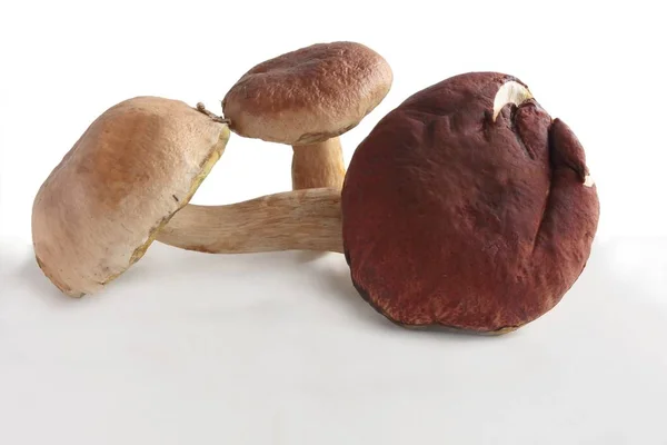 Borowik ciemnobrązowy smacznych grzybów jadalnych — Zdjęcie stockowe