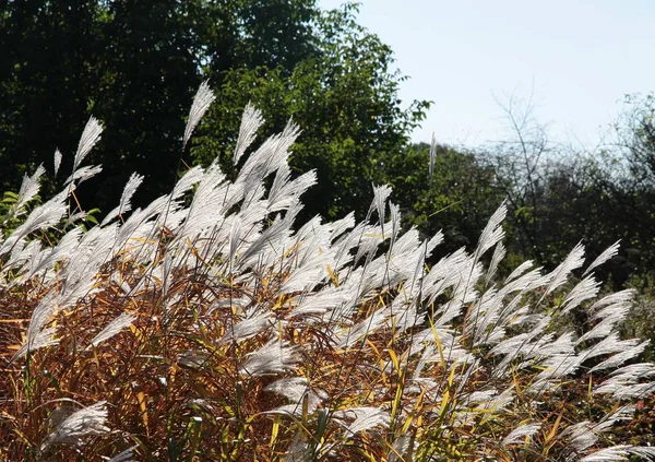 Graines de Mascantus herbe à l'automne — Photo