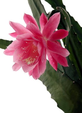 Epifilum kaktüs bitki Pembe çiçek