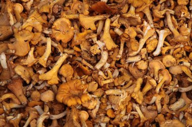 lezzetli, yenilebilir mantar Cantharellus cibarus
