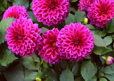 Yıldızçiçeği, mor çiçekler