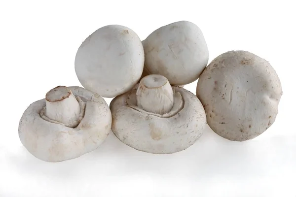 Sabroso, seta comestible Agaricus — Foto de Stock