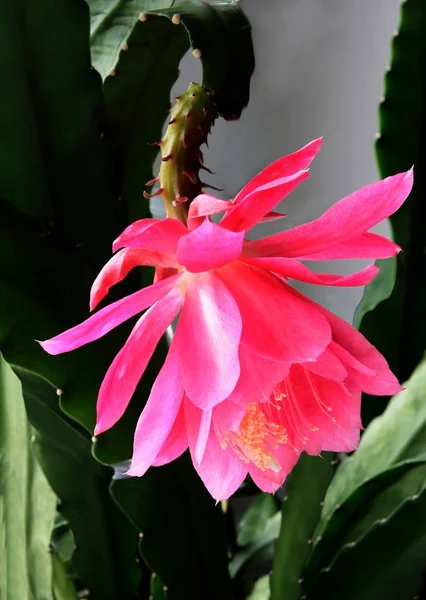 粉红色的花的 Epifilum 仙人掌 — 图库照片