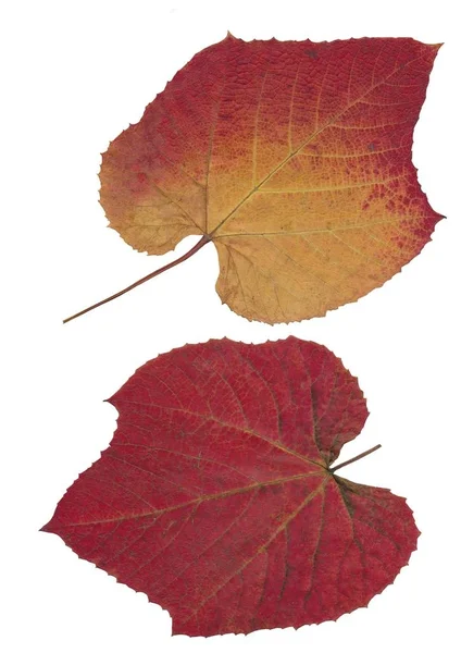 Rotes und gelbes Blatt der Minispermum-Kletterpflanze — Stockfoto