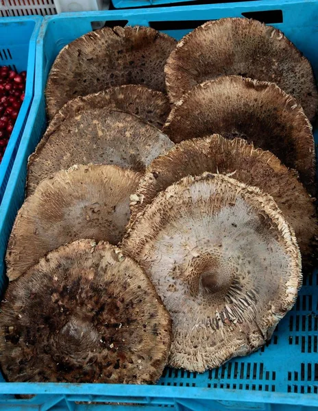 Sehr schmackhafter Pilz macrolepiota procera — Stockfoto