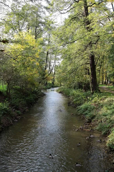 Stream,trees in park — Stock Photo, Image