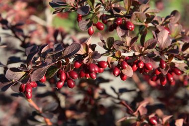red fruits of barberry bush clipart