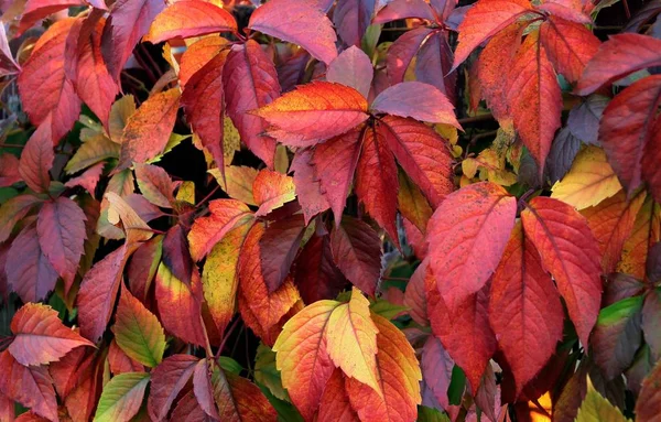Βιρτζίνια αναρριχητικό φυτό με τα πολύχρωμα φύλλα — Φωτογραφία Αρχείου