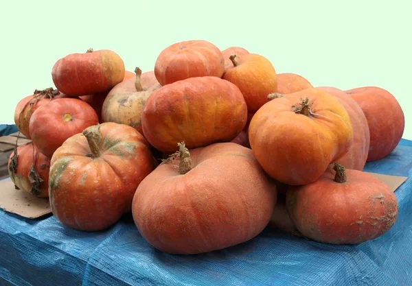 Oranje, grote pompoenen groenten — Stockfoto