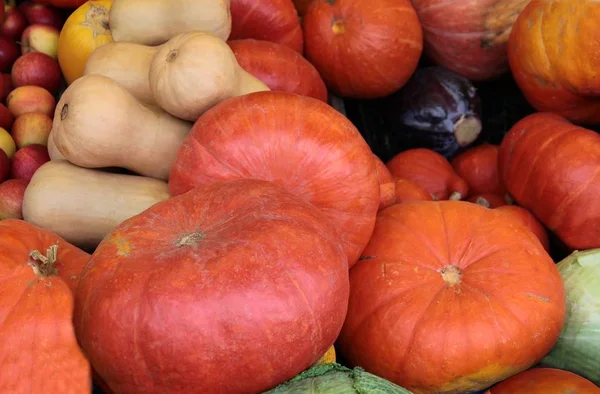Orange,huge pumpkins vegetables — Stock Photo, Image