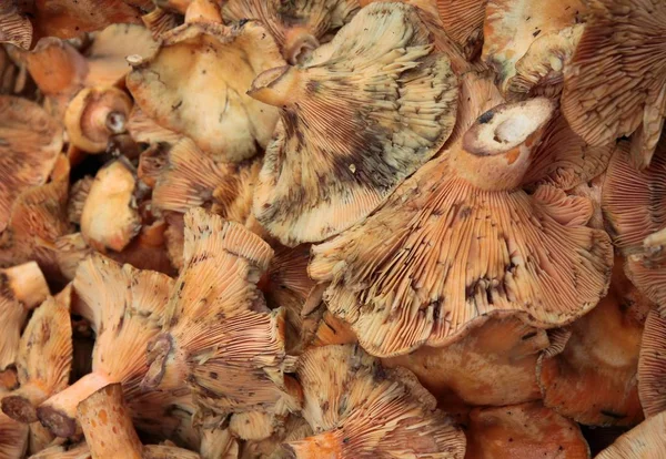 Orange essbare Pilze lactarius köstlich — Stockfoto