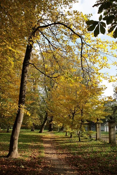 Сцена осеннего сезона в парке — стоковое фото