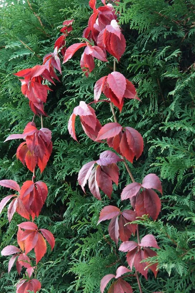 Αναρριχητικό φυτό της Βιρτζίνια με κόκκινα φύλλα — Φωτογραφία Αρχείου