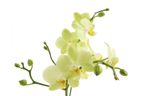 Orchidej Phalaenopsis se žlutými květy — Stock fotografie