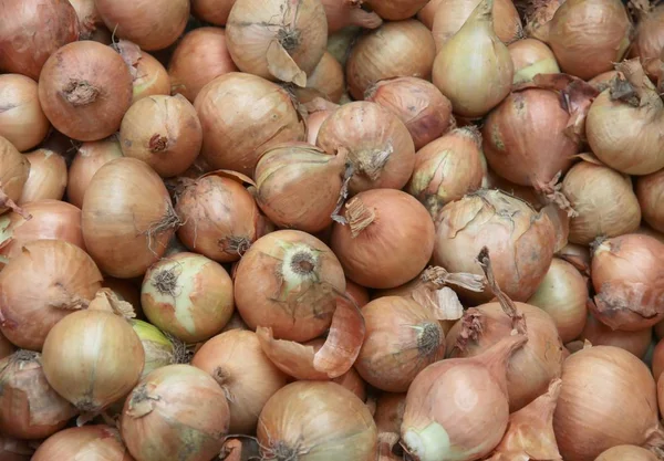 Uien bollen pittige groente — Stockfoto