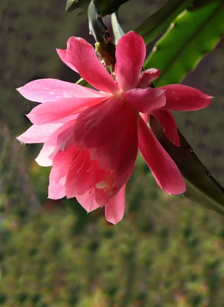 Cacto Epifillum com flor rosa — Fotografia de Stock