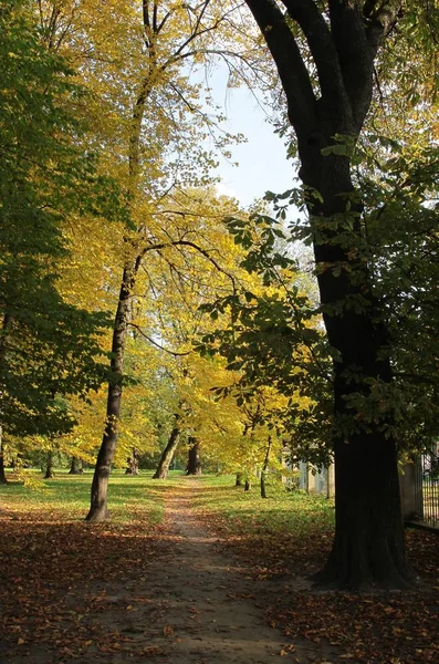 Drzewa w parku i jesień krajobraz — Zdjęcie stockowe