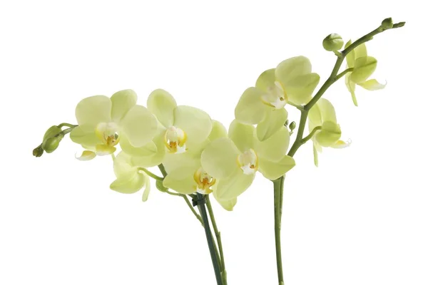 Žluté květy orchidejí Phalaenopsis — Stock fotografie