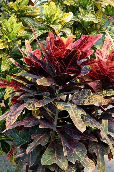 Croton plant with multicolor leaves — Stock Photo, Image